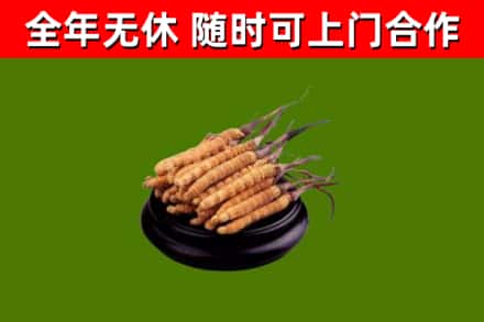 互助县回收冬虫夏草