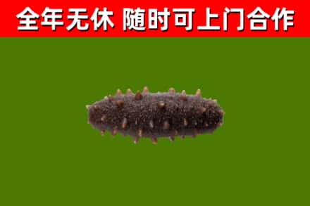 互助县回收海参干